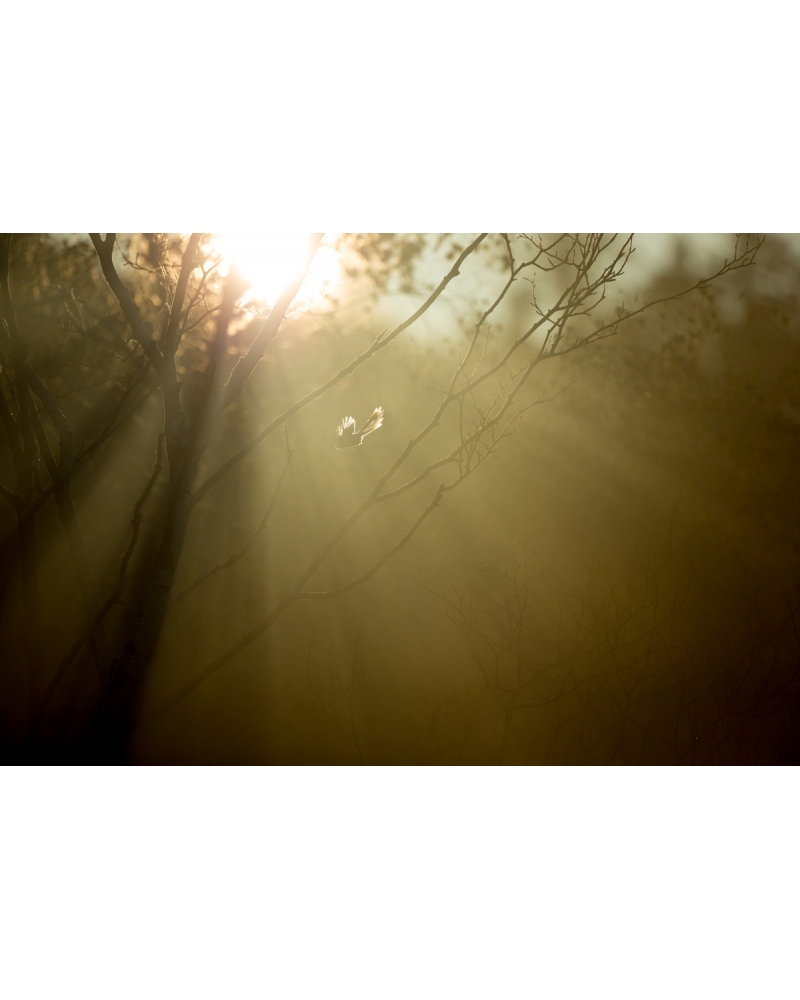 VMCF75 Mésange à longue queue, Vosges