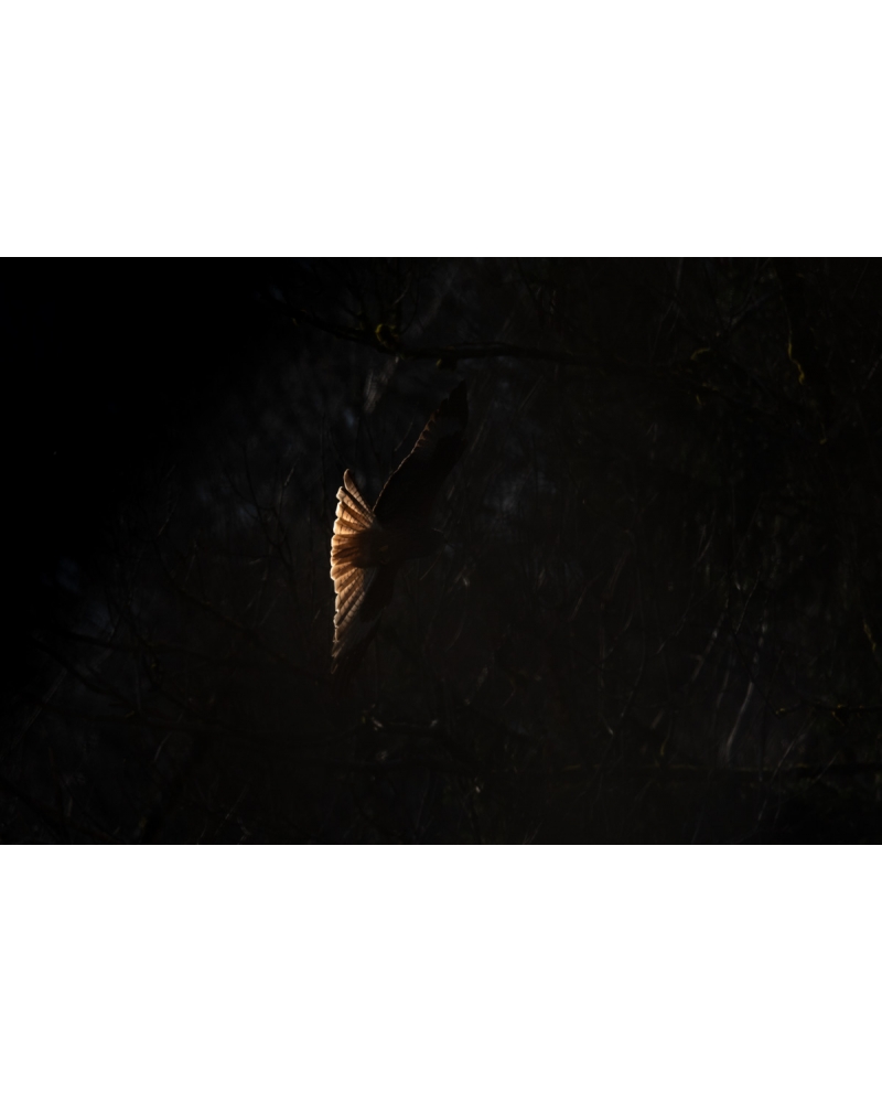 VMCF76 Red kite, Vosges