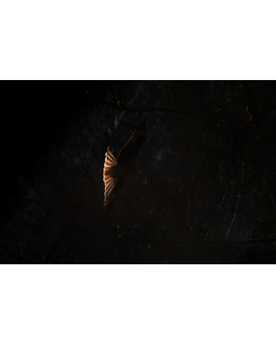 VMCF76 Milan royal, Vosges