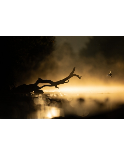 VMCF77 Grey wagtail, Vosges