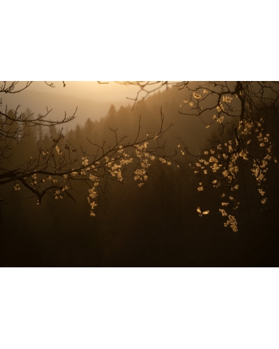 VMCF78 Mésanges charbonnières, Vosges