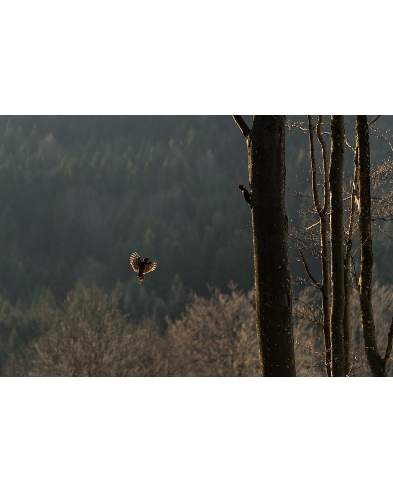 VMCF79 Pics noirs, Vosges