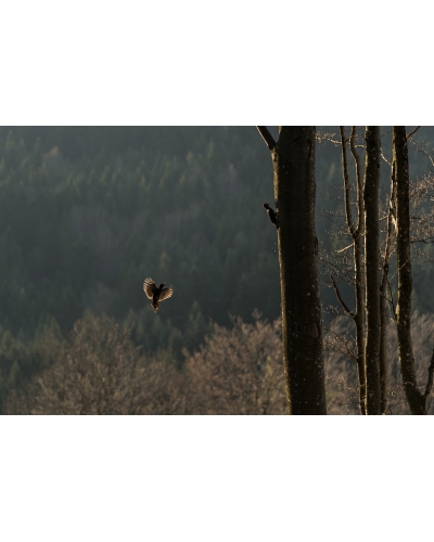 VMCF79 Pics noirs, Vosges