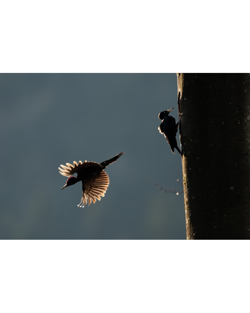 VMCF80 Black woodpeckers, Vosges