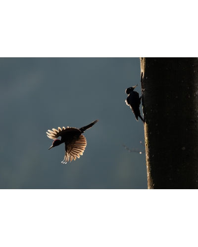 VMCF80 Black woodpeckers, Vosges