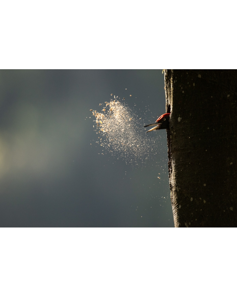 VMCF81 Black woodpecker, Vosges