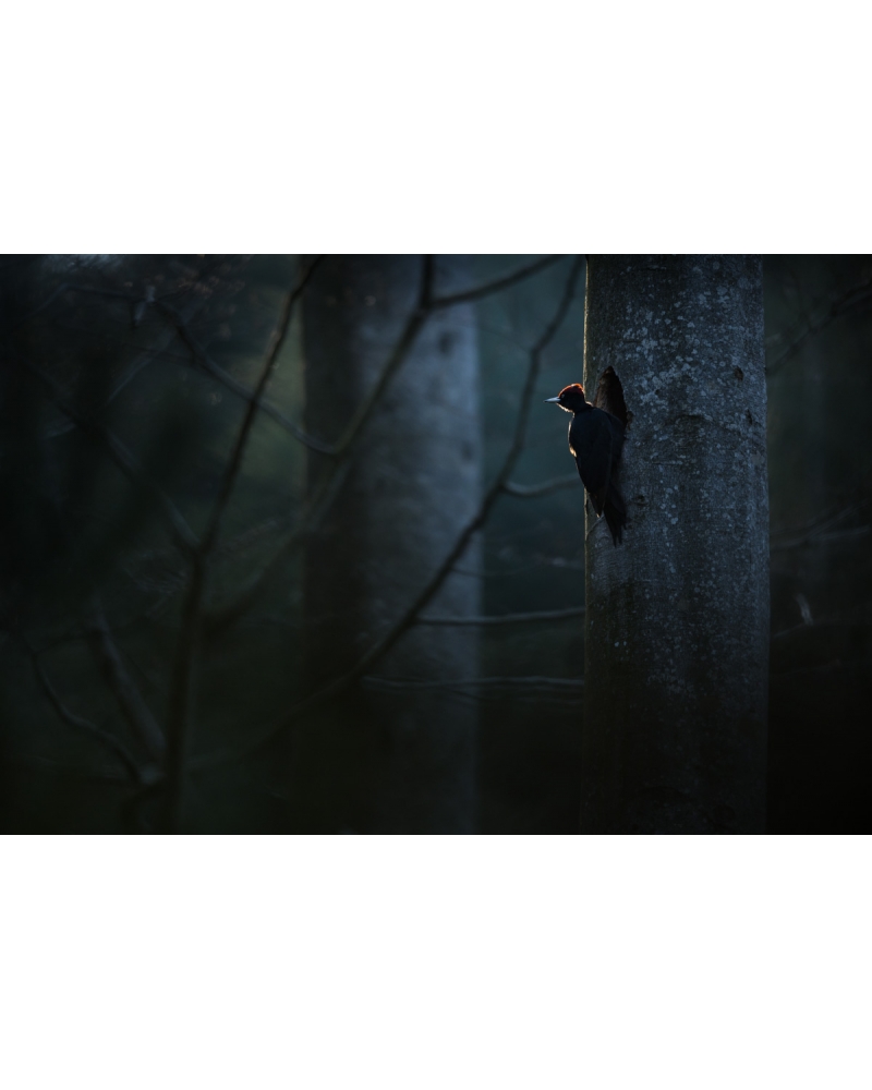 VMCF83 Pic noir, Vosges