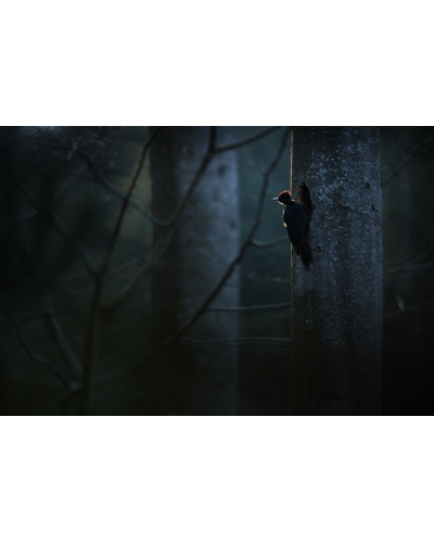 VMCF83 Black woodpecker, Vosges