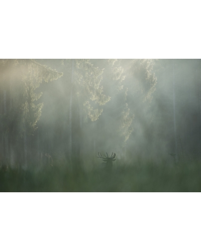 VMCF88 Cerf élaphe, Vosges