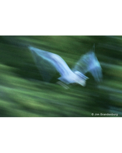 DOS49 Heron in motion