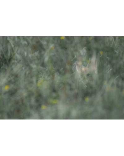 VMCF89 Renard roux, Vosges