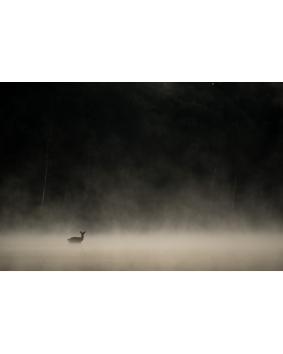 VMCF93 Cerf élaphe, Marne