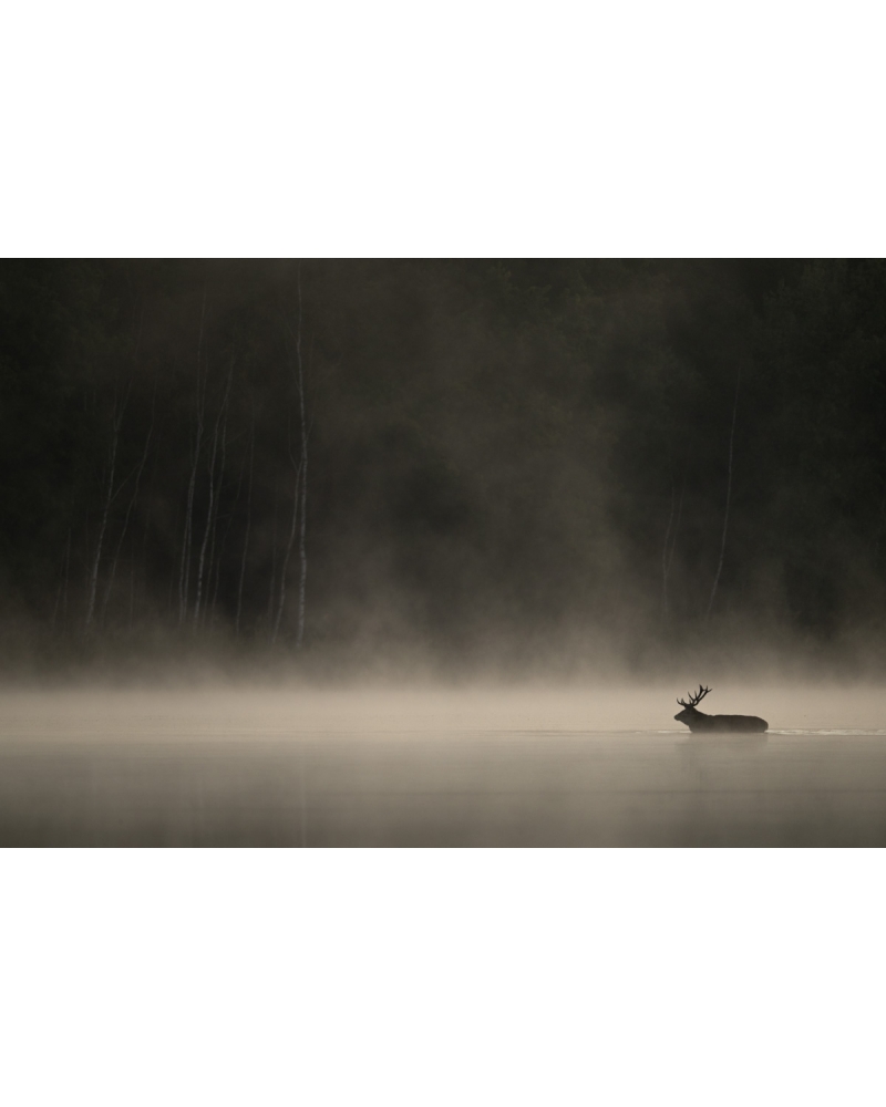 VMCF94 Red deer, Marne