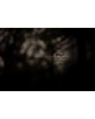 VMCF98 European wildcat, Vosges