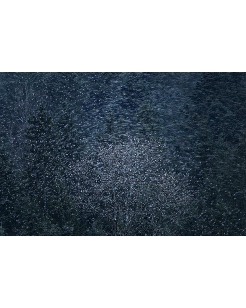 VMCF100 Bramblings, Vosges