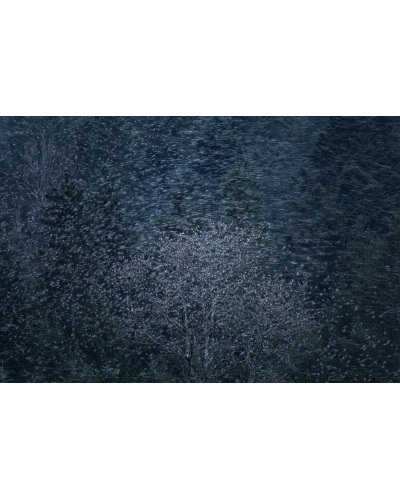 VMCF100 Pinsons du Nord, Vosges