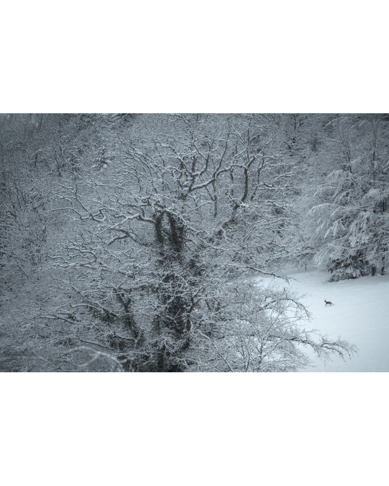 VMCF101 Chevreuil, Vosges