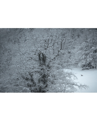 VMCF101 Roe deer, Vosges