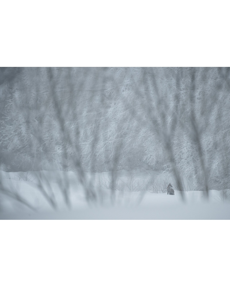 VMCF103 Renard roux, Vosges