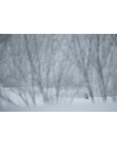 VMCF103 Renard roux, Vosges