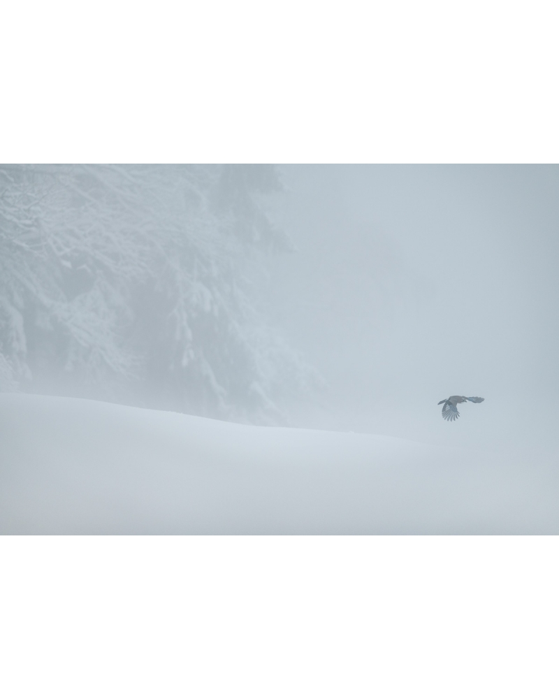 VMCF109 Eurasian jay, Vosges
