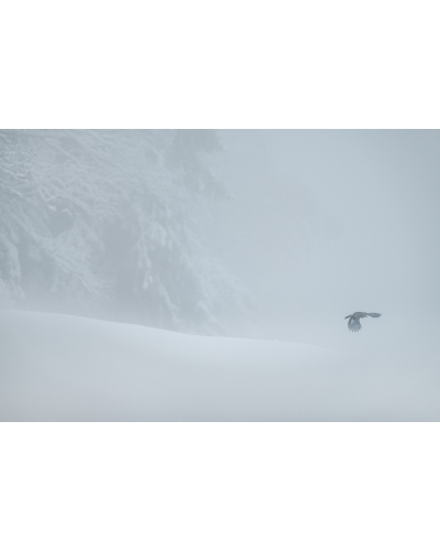 VMCF109 Eurasian jay, Vosges