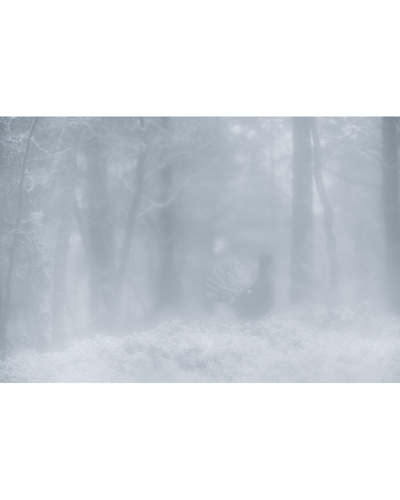 VMCF112 Capercaillie, Norway