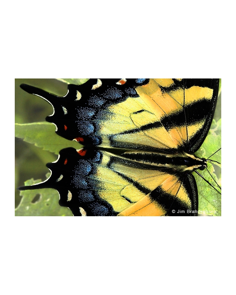 DOS51 Swallowtail butterfly