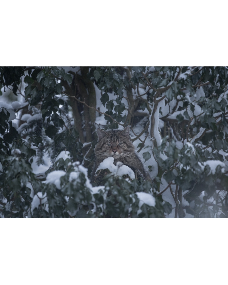 VMCF113 European wildcat, Jura