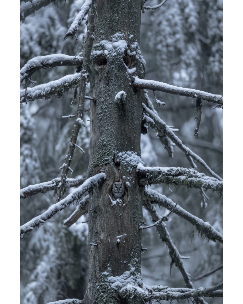 VMCF114 Tengmalm owl, Vosges