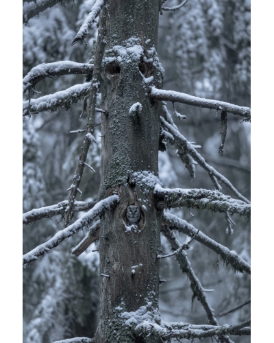 VMCF114 Tengmalm owl, Vosges