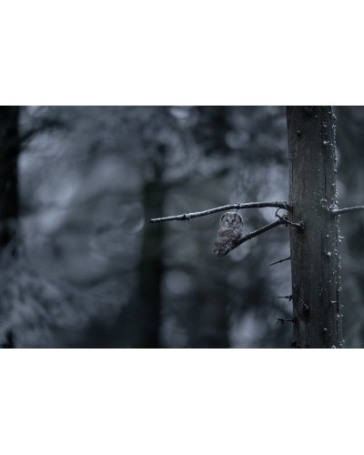 VMCF115 Chouette de Tengmalm, Vosges