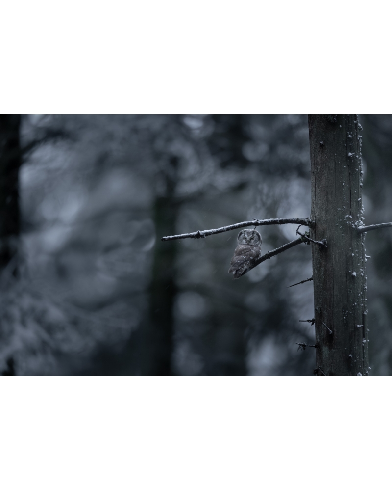 VMCF115 Chouette de Tengmalm, Vosges