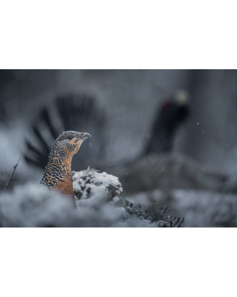 VMCF116 Capercaillies, Norway