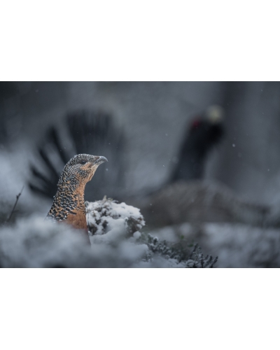 VMCF116 Capercaillies, Norway