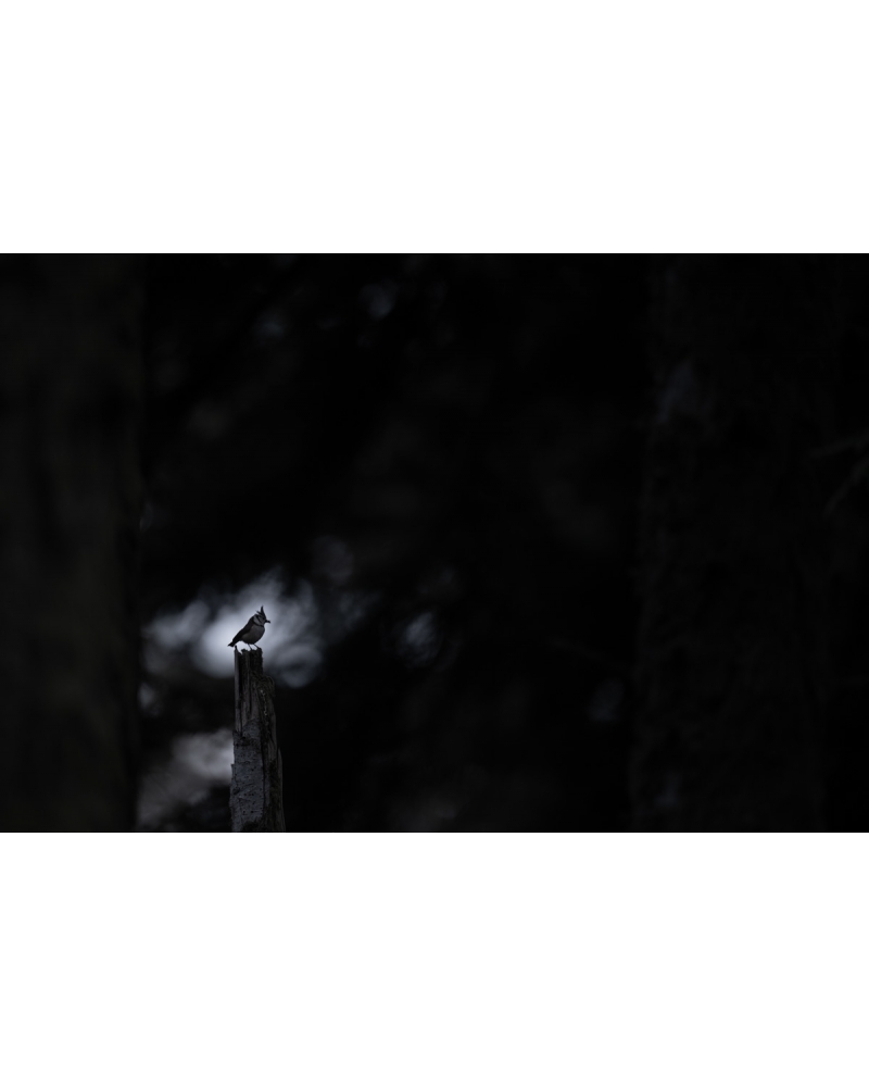 VMCF119 Mésange huppée, Vosges