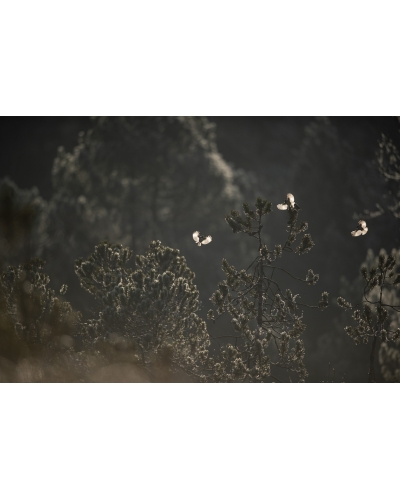 VMCF123 Mésanges noires, Vosges