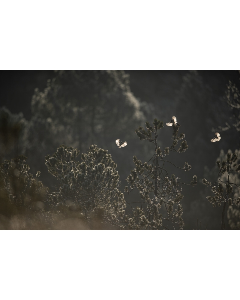 VMCF123 Mésanges noires, Vosges