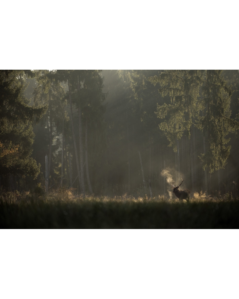 VMCF129 Cerf élaphe, Vosges