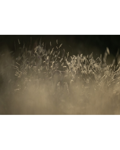 VMCF133 Renard roux, Vosges