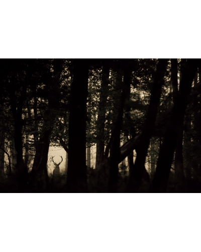 VMCF134 Cerf élaphe, Vosges