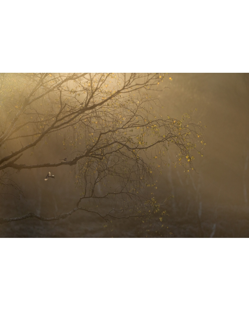 VMCF135 Long-tailed tits, Vosges