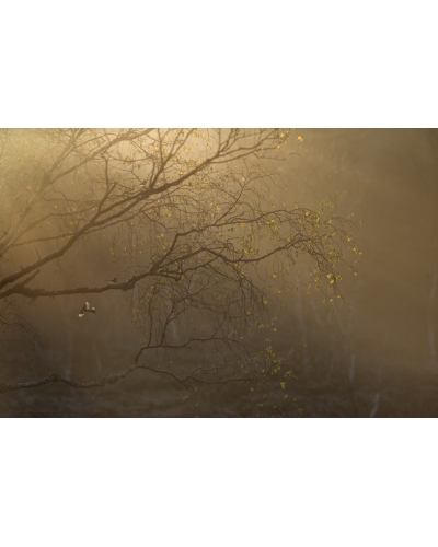 VMCF135 Mésanges à longues queues, Vosges