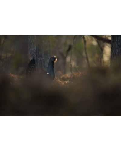 VMCF137 Capercaillie, Norway