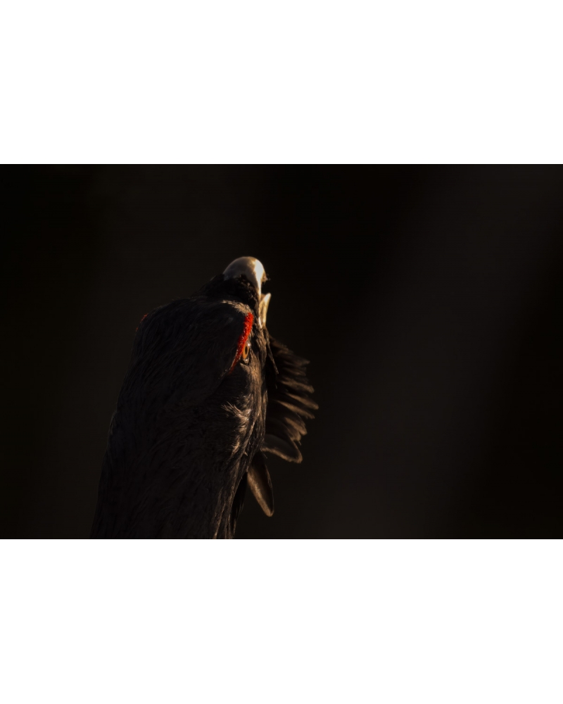 VMCF139 Capercaillie, Norway