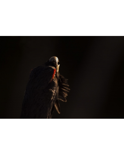 VMCF139 Capercaillie, Norway