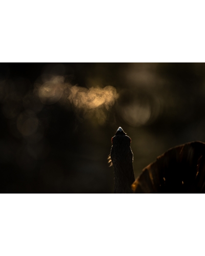 VMCF140 Capercaillie, Norway