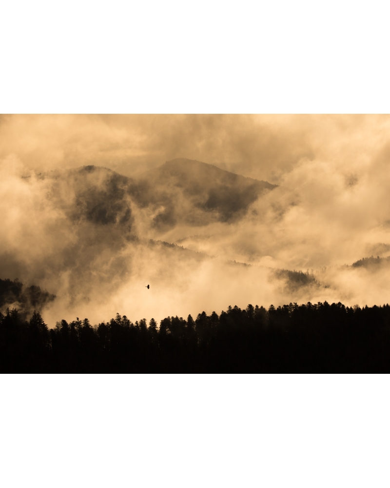 VMCF143 Autour des palombes, Vosges