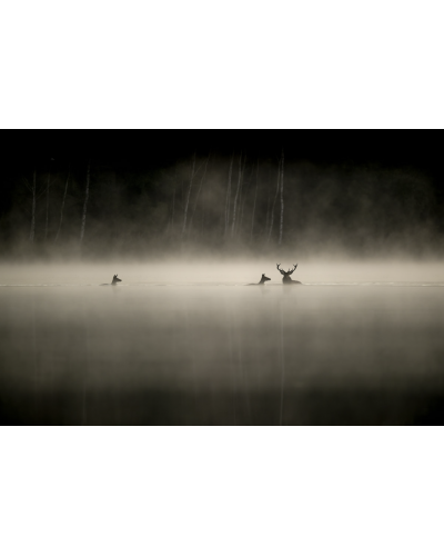 VMMO208 Cerfs élaphes - Le Chant des Forêts