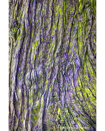 MR6364 Pine bark